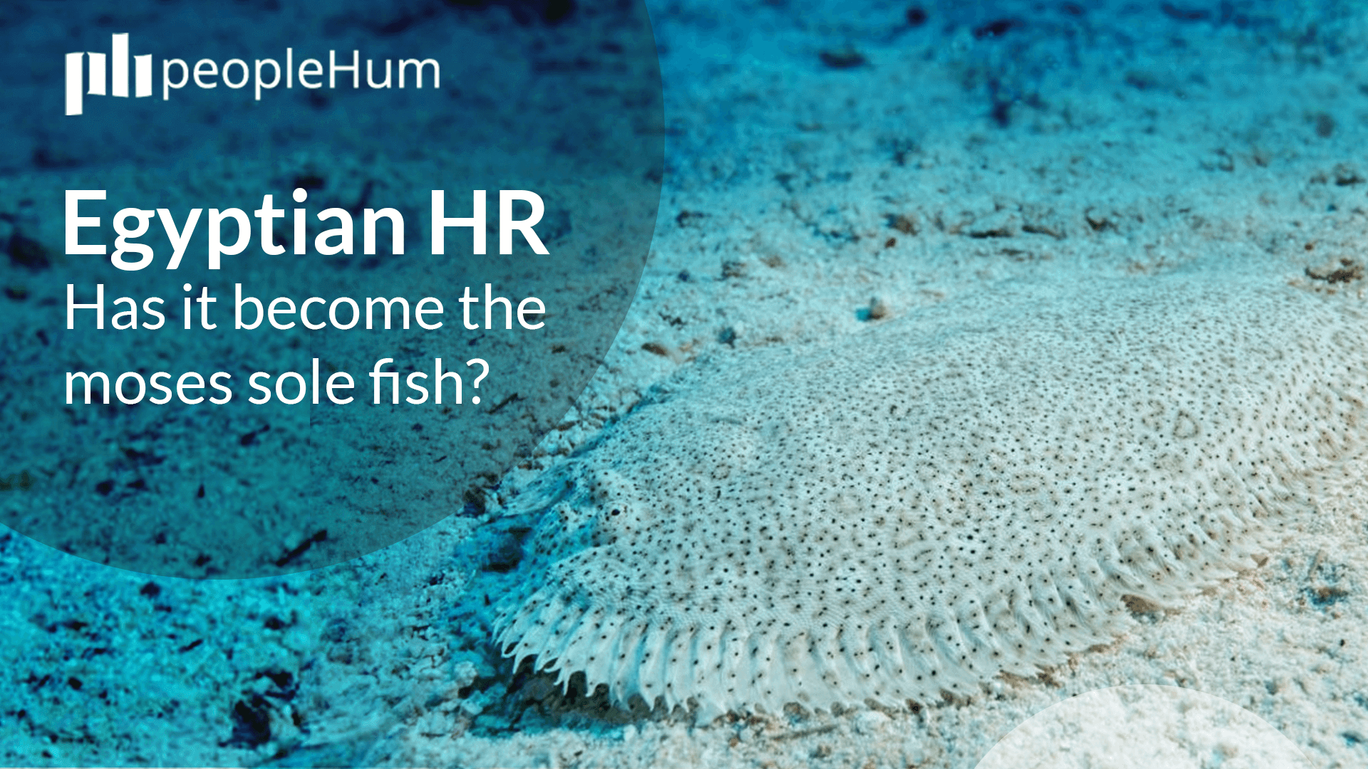 Egyptian HR - Has it become the Moses sole fish?